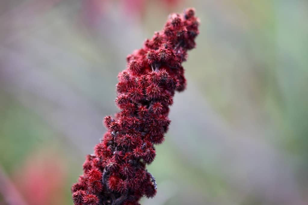 staghorn sumac berries covered in fine red hairs