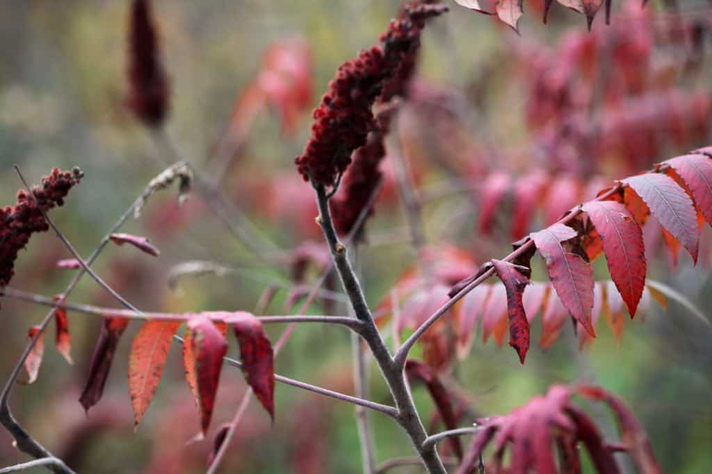 staghorn sumac leaves and berry clusters, showing that the leaves are serrated and alternate