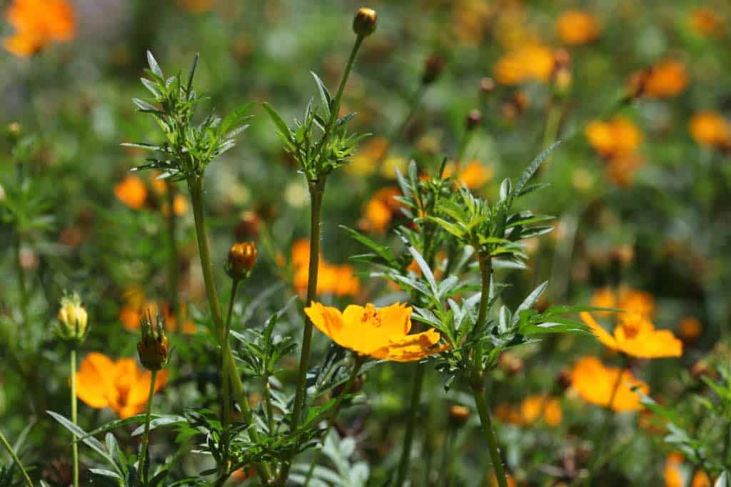 cosmos Sulphureus plants growing in the garden