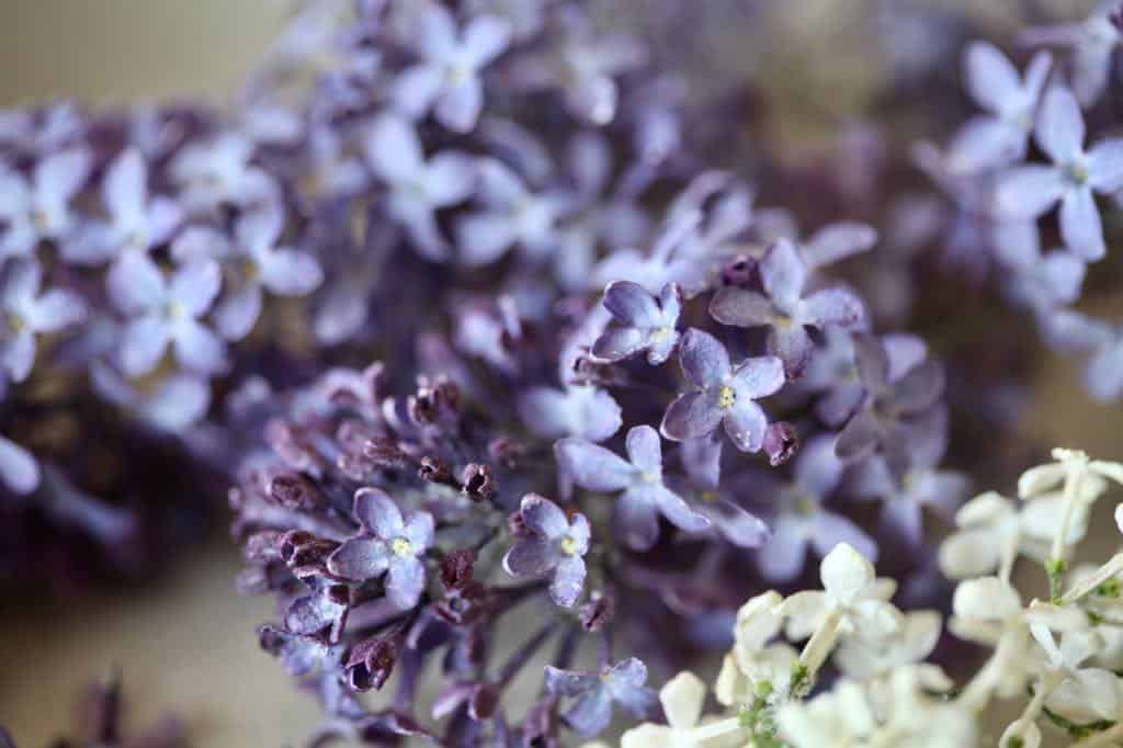 dried lilac flowers, both white and purple