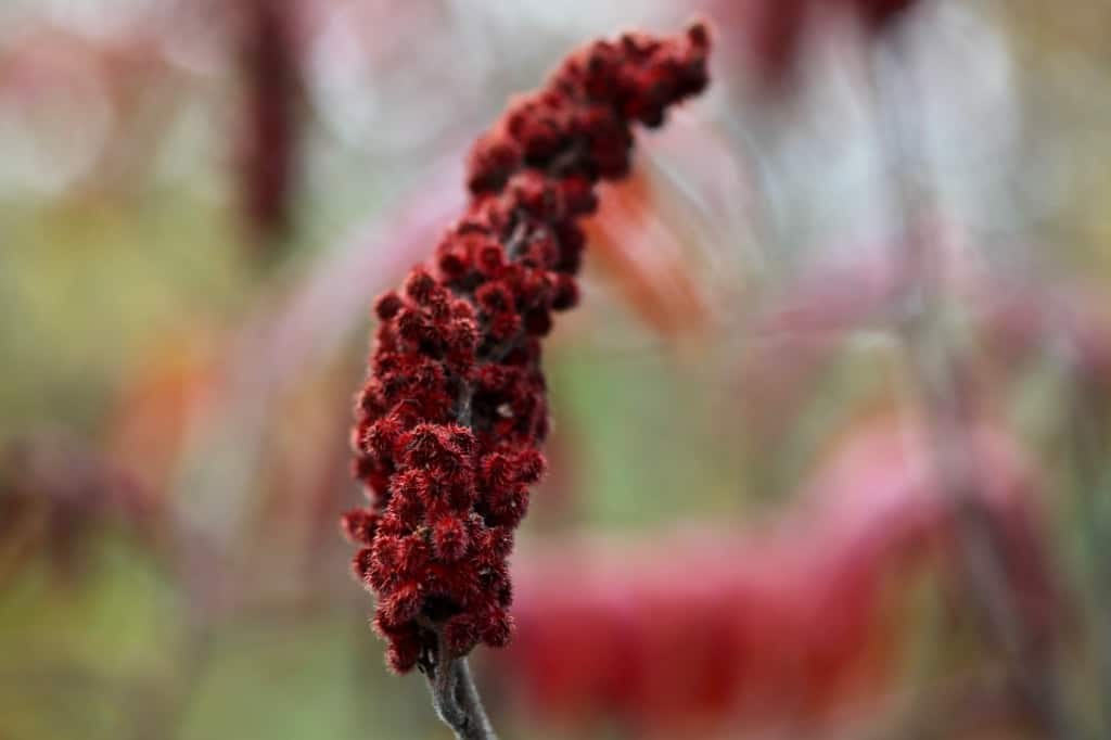 staghorn sumac berries in fall