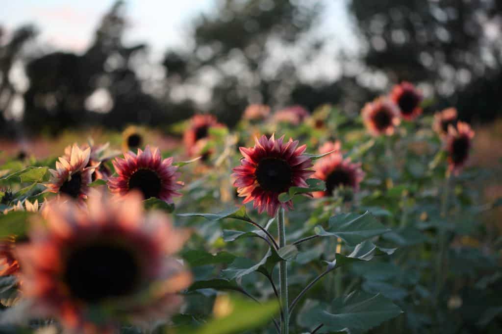 pink colored sunflowers in a field, for a list of edible flowers with pictures