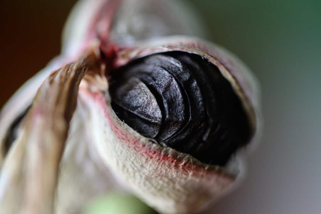 an amaryllis seed pod split wide open, a sign that it is mature and ready for harvesting