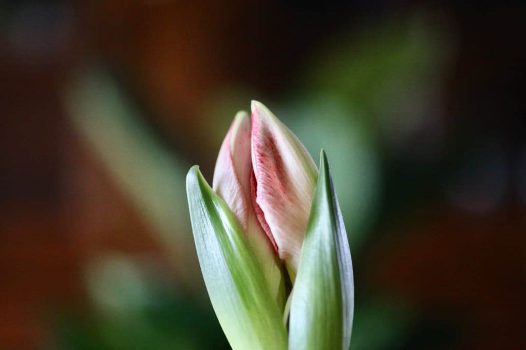 an amaryllis flower beginning to bloom