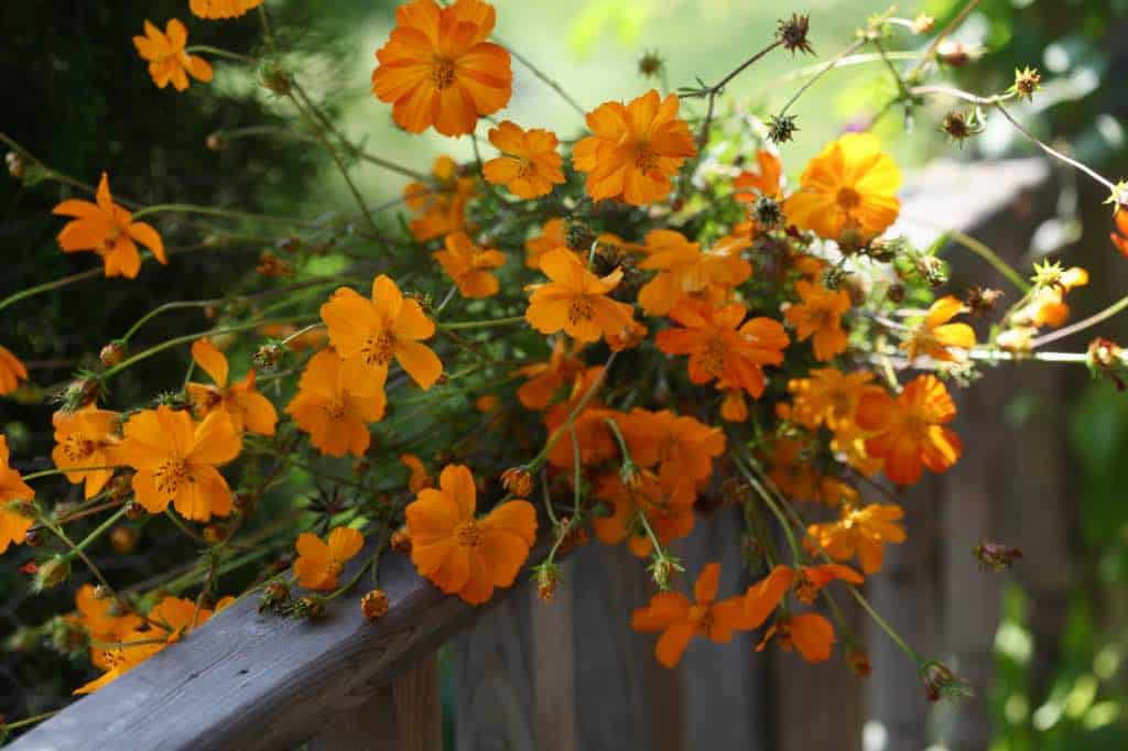 a bouquet of sulphur cosmos on a wooden railing