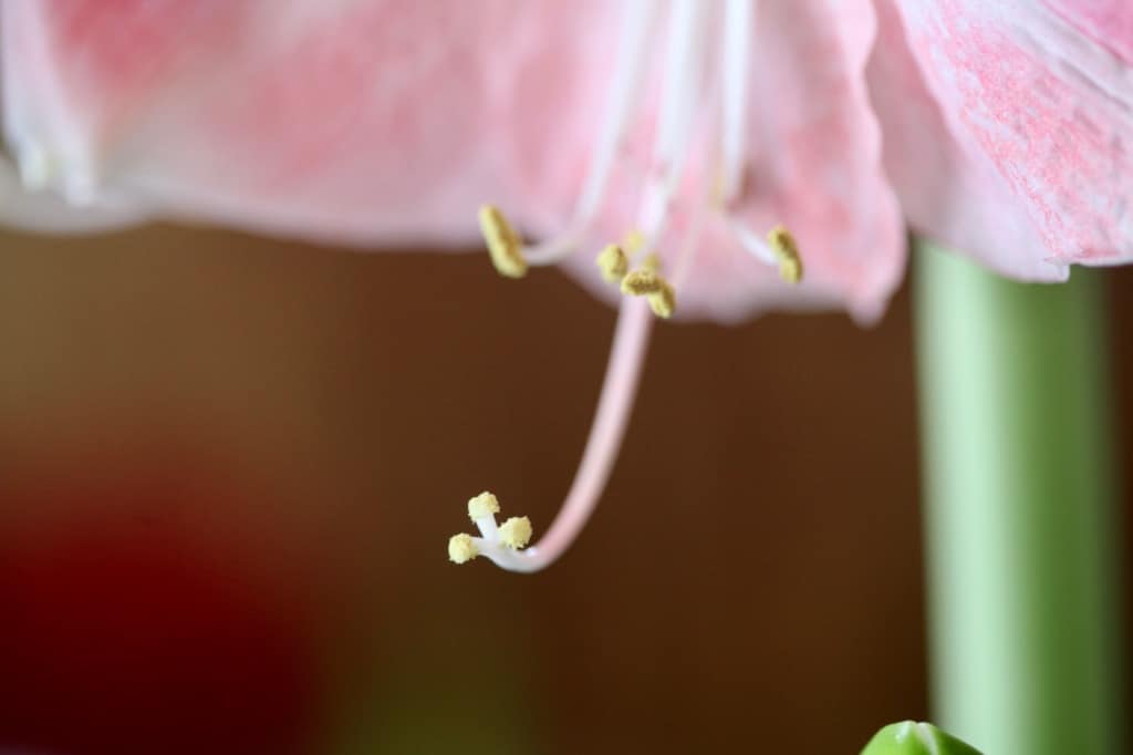 an amaryllis stigma covered in pollen