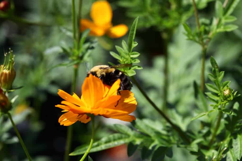 the leaves of sulphur cosmos, as well as a cosmos flower with a bee