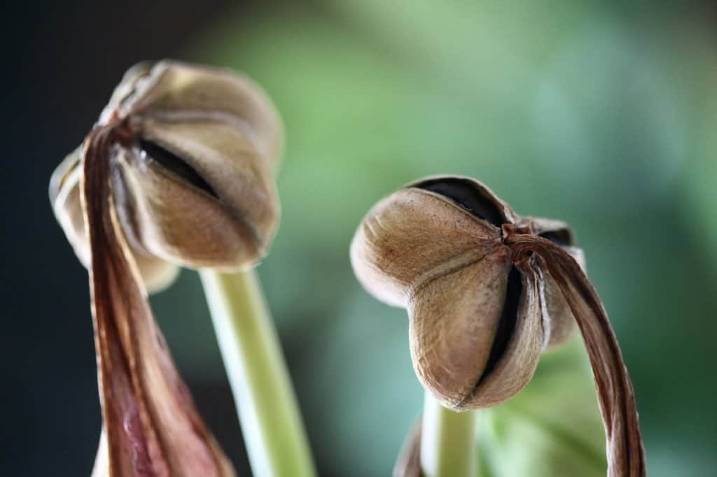 amaryllis seed pods beginning to crack at the seams