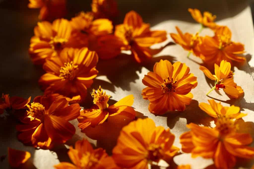 bright orange flowers of cosmos sulphureus laid out on Kraft paper