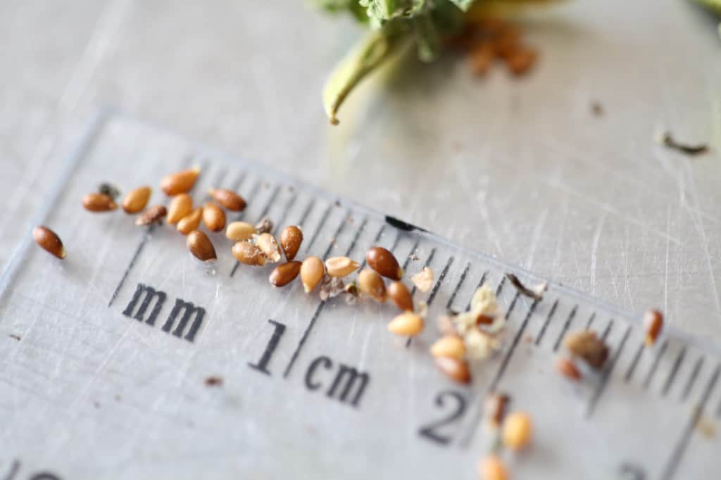 viola seeds on a ruler, ready for winter sowing