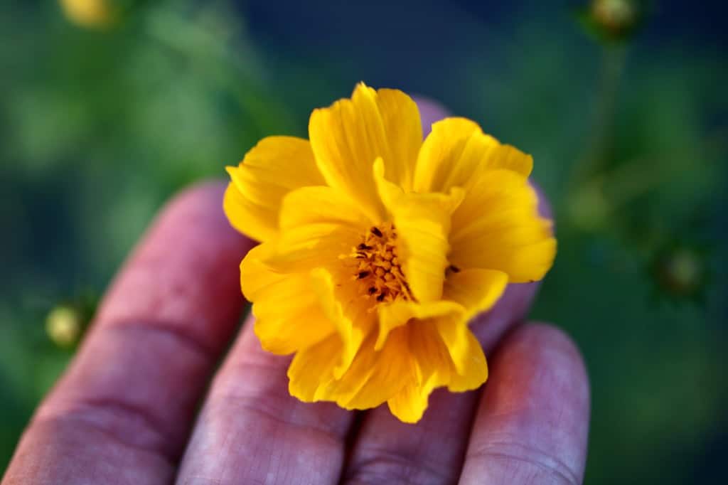 a hand holding a yellow daisy-like flower against a blurred green background