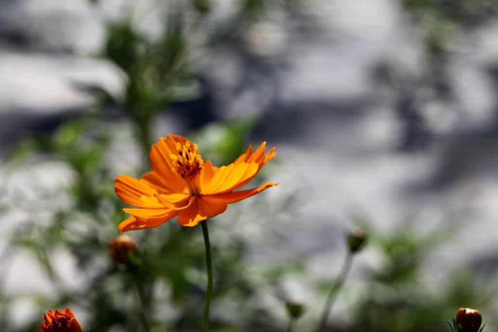 an orange flower in the garden