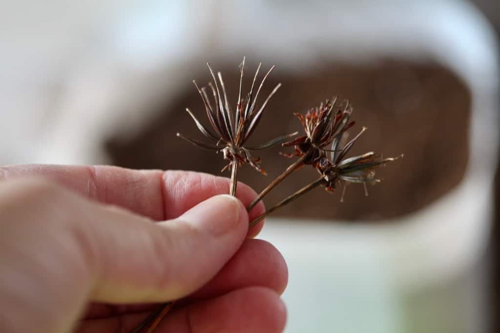 a hand holding Cosmos sulphureus seeds in front of a winter sowing container