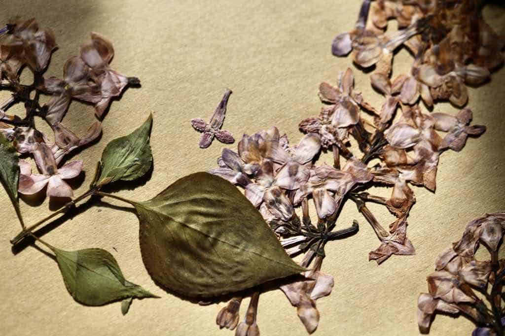 pressed lilac flowers on card stock, another way to use dry lilacs