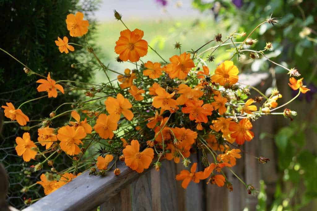 a bouquet of sulphur cosmos on a wooden railing