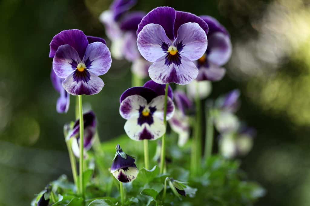 purple and white violas