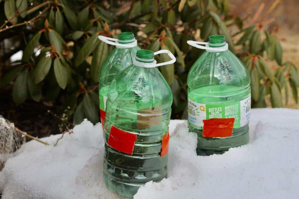 three green pop bottles in snow, being uses for winter sowing
