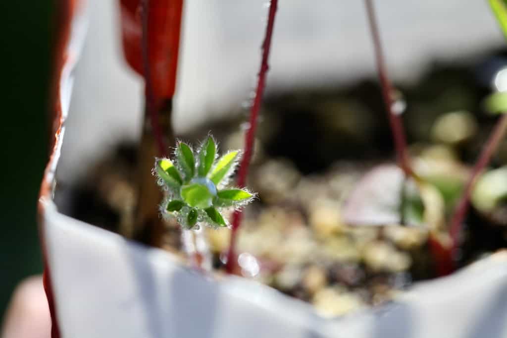 a baby lupine seedling in a winter sown container