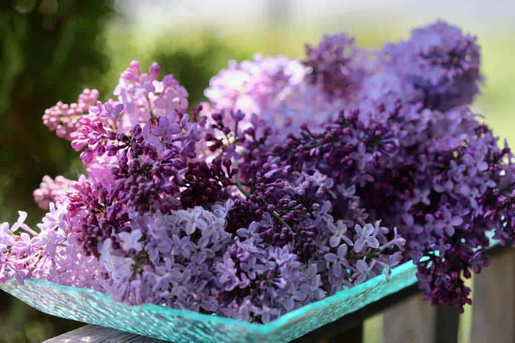 fresh purple lilac flowers on a glass tray