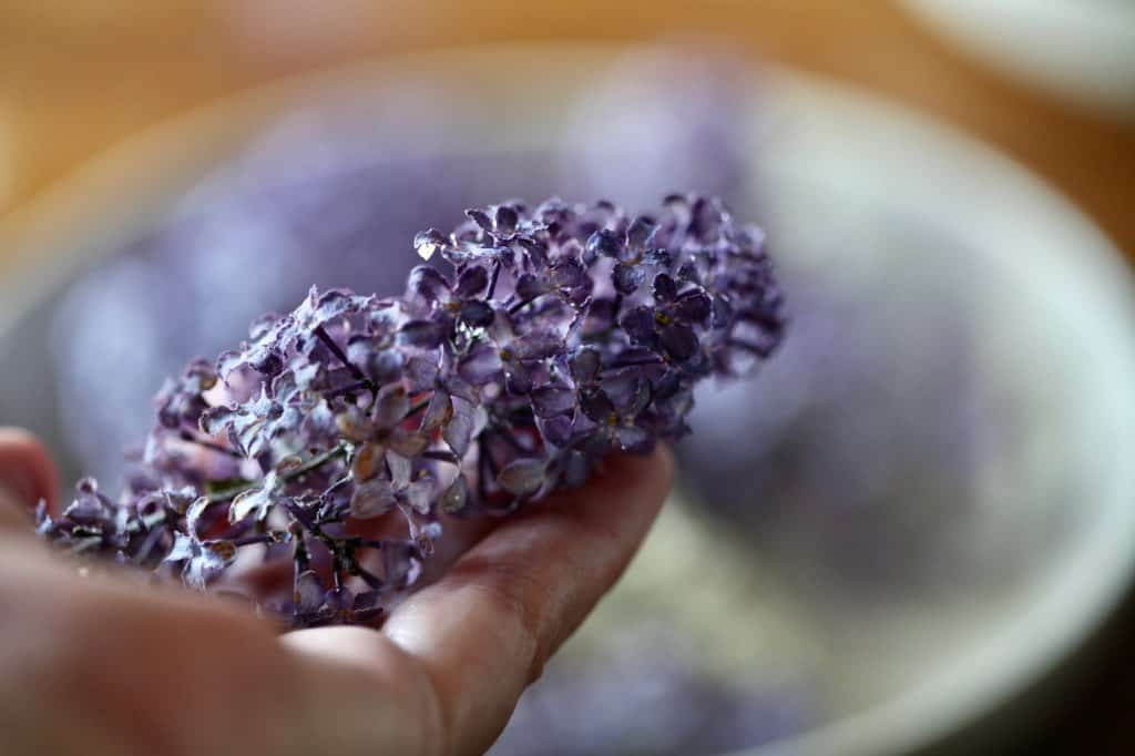 a hand holding a lilac flower dried with silica gel