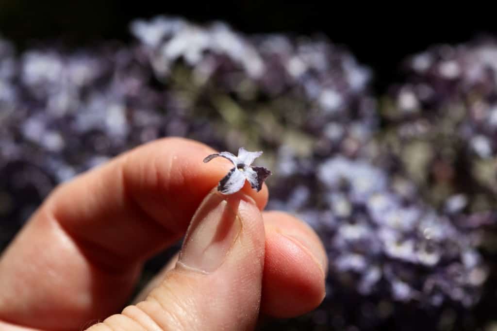 a hand holding up a dried lilac blossom