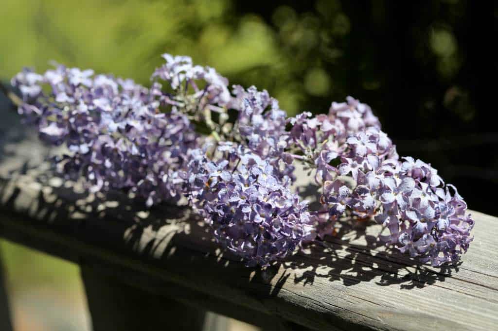 dried lilac flowers on a wooden railing