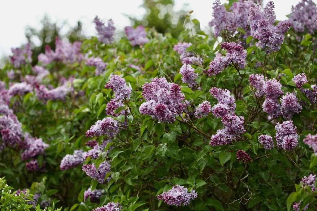 purple lilac flowers on a lilac bush growing in the garden