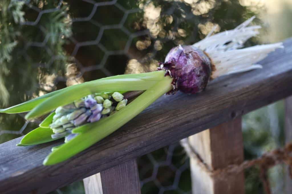 a hyacinth which has been forced to grow in water, laying on a wooden railing