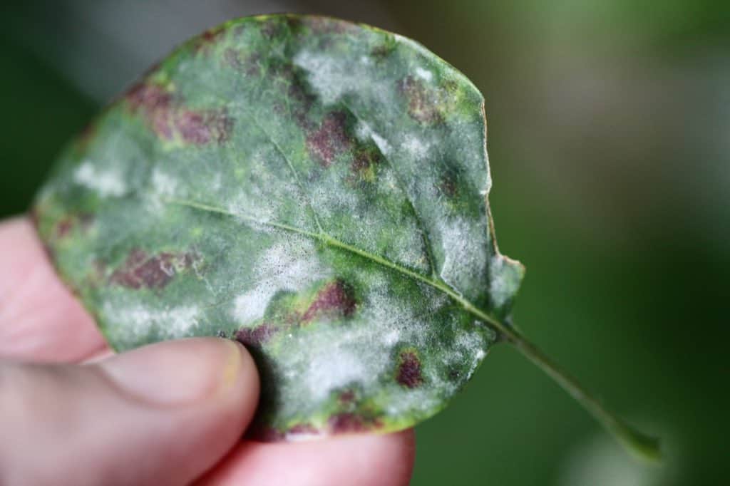 a hand holding a lilac leaf with leaf spots and powdery mildew