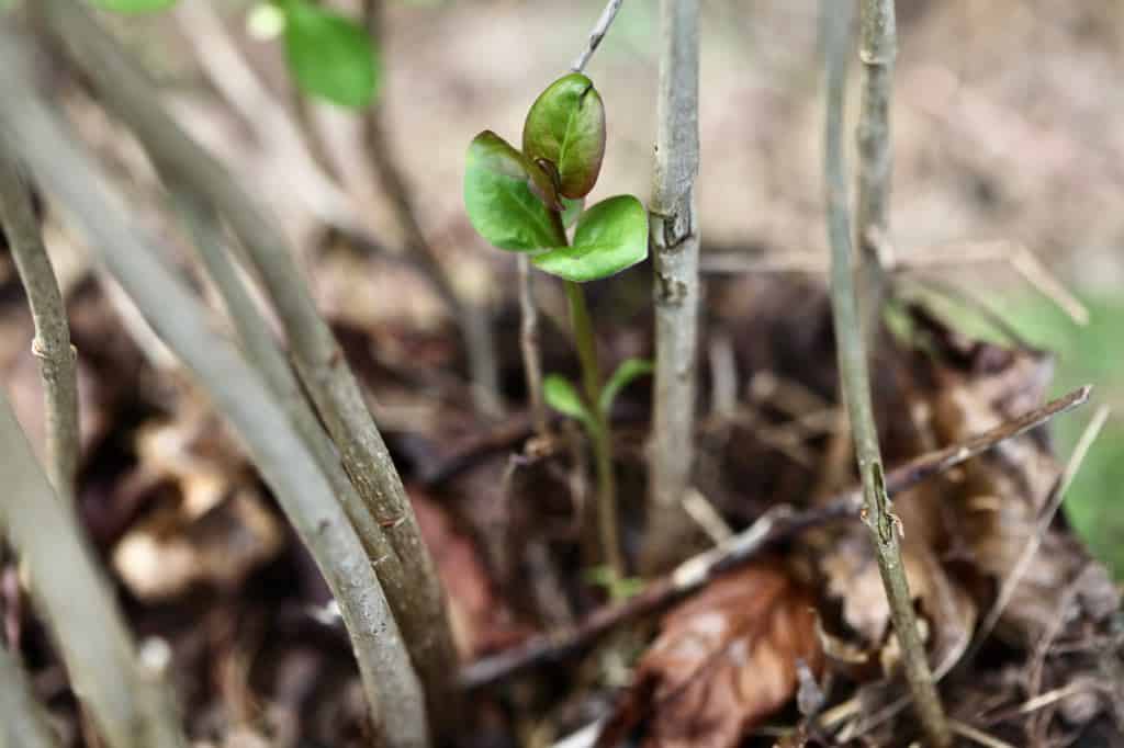 a lilac root shoot growing from the base of the plant, showing how to grow lilacs