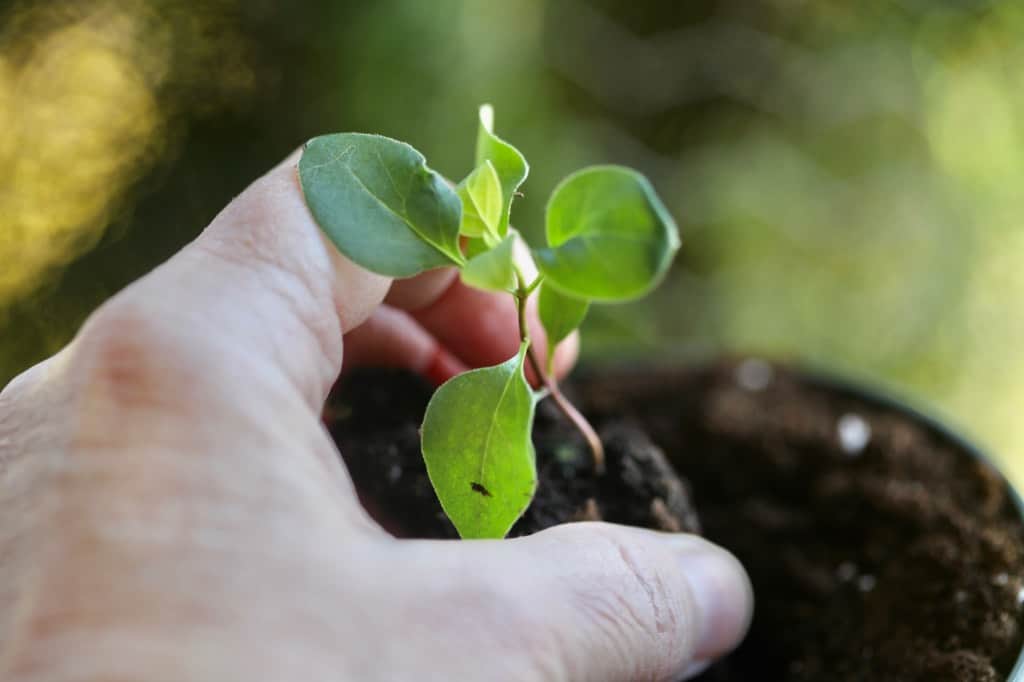 a hand holding a small lilac seedling, grown from seed