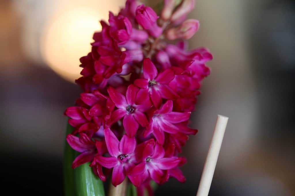 a staked hyacinth flower