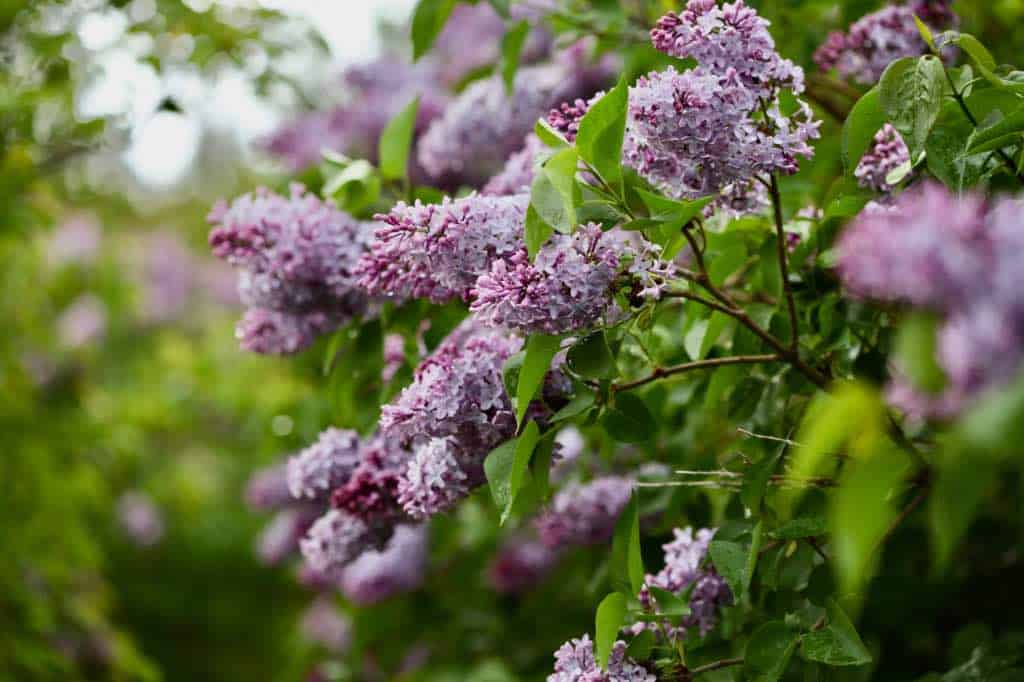 purple lilac flowers on a lilac bush, showing how to grow lilacs