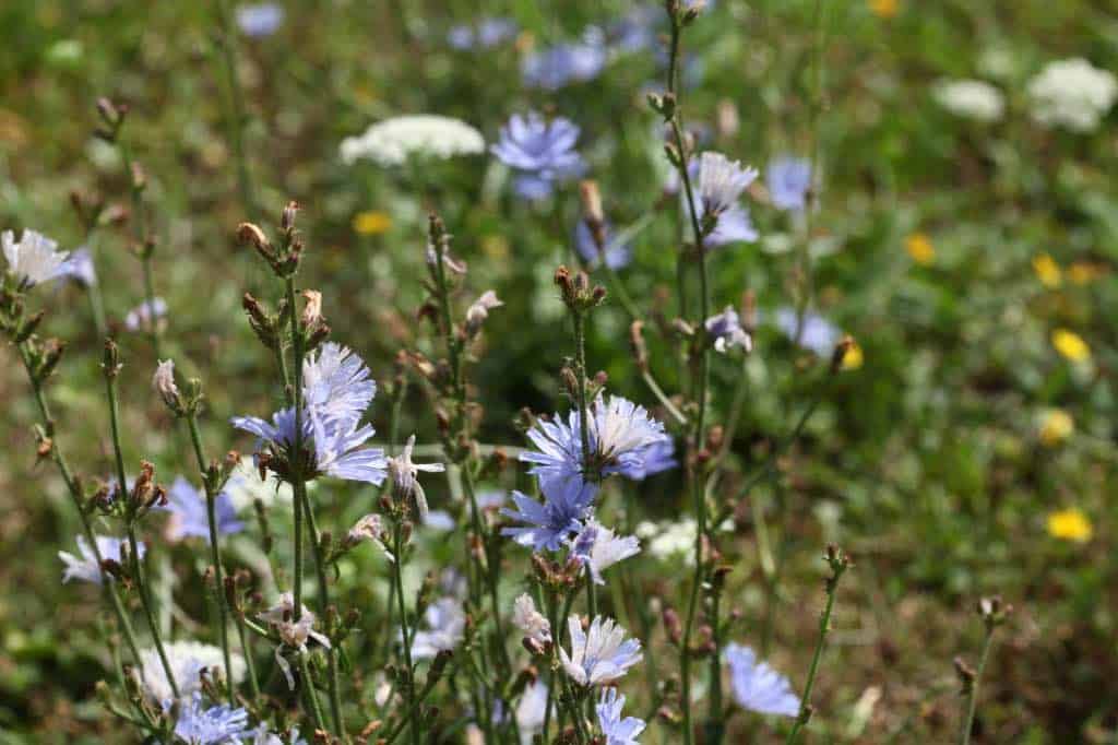 chicory plants with blue flowers