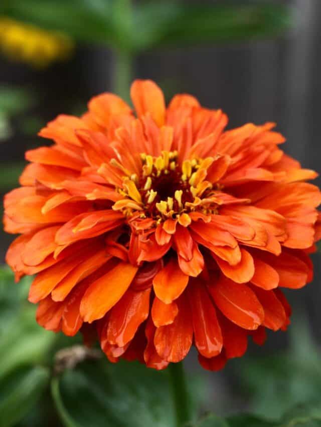 Growing Zinnias In Containers- Zinnia Care In Pots