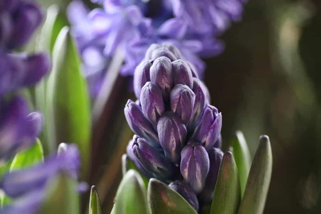 purple hyacinth flowers