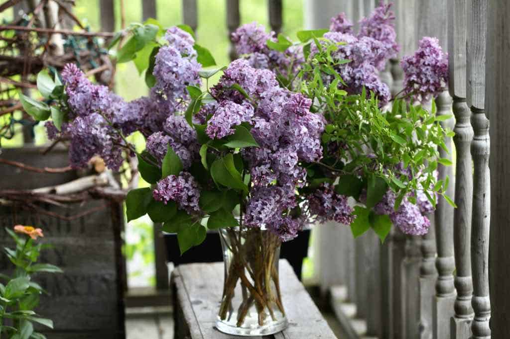fresh lilacs in a vase on a wooden box