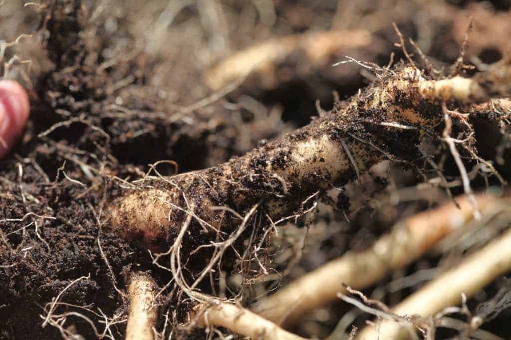 freshly dug chicory roots