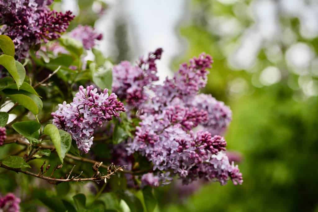 purple lilac flowers on a lilac bush growing in the garden