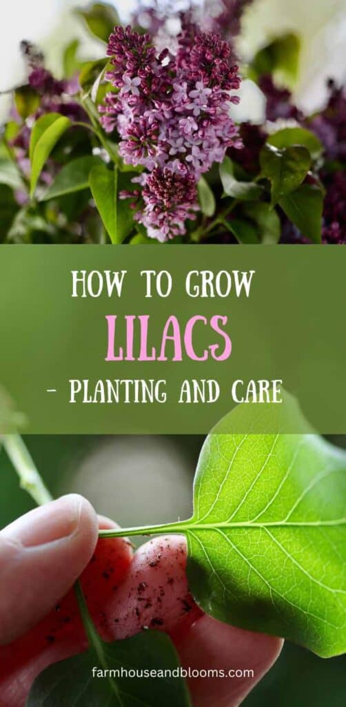 how to grow lilacs- pinterest pin