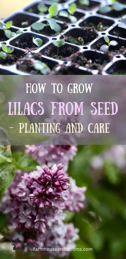 how to grow lilacs from seed= pinterest pin