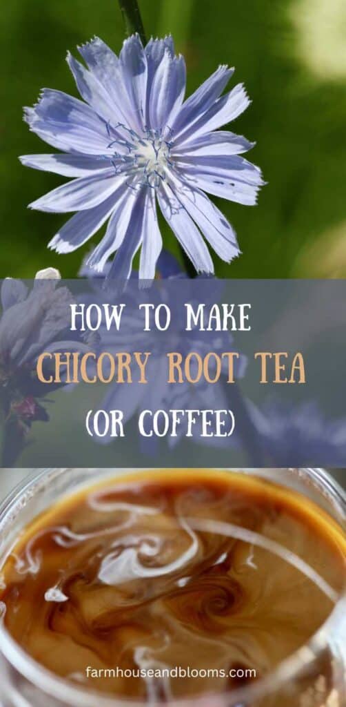 how to make chicory root tea or coffee- pinterest pin