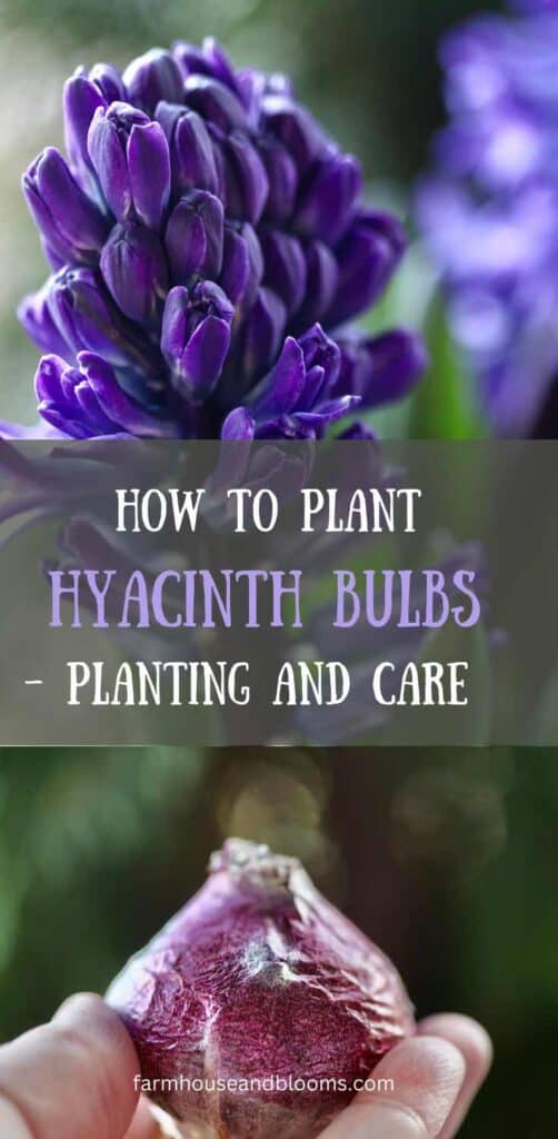how to plant hyacinth bulbs- pinterest pin