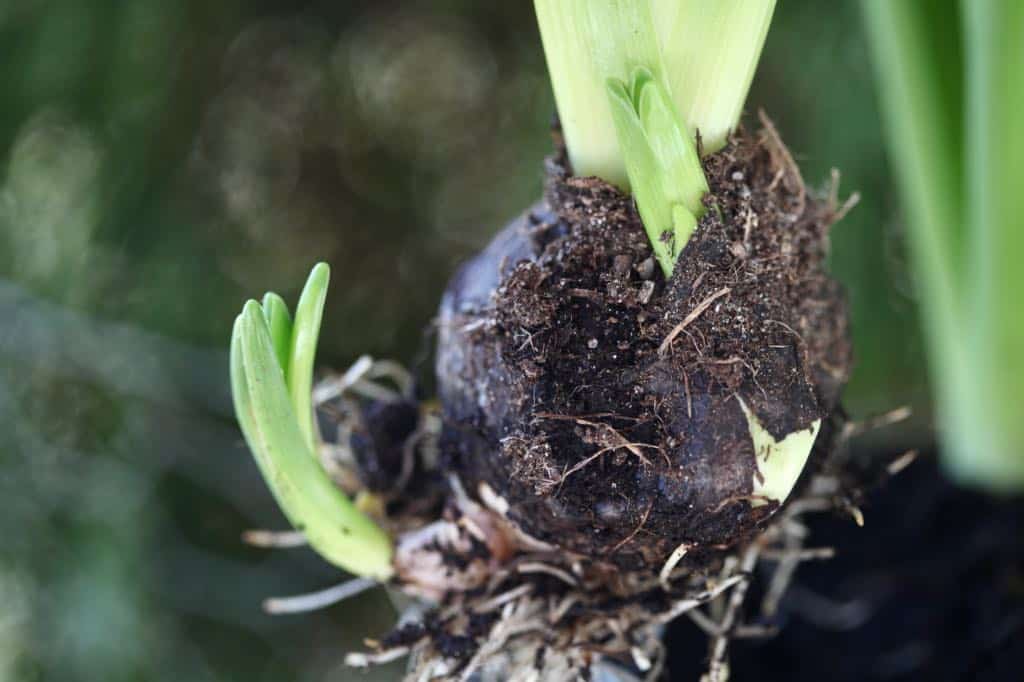 hyacinth bulb with offsets, known as bulblets, showing how to plant hyacinth bulbs
