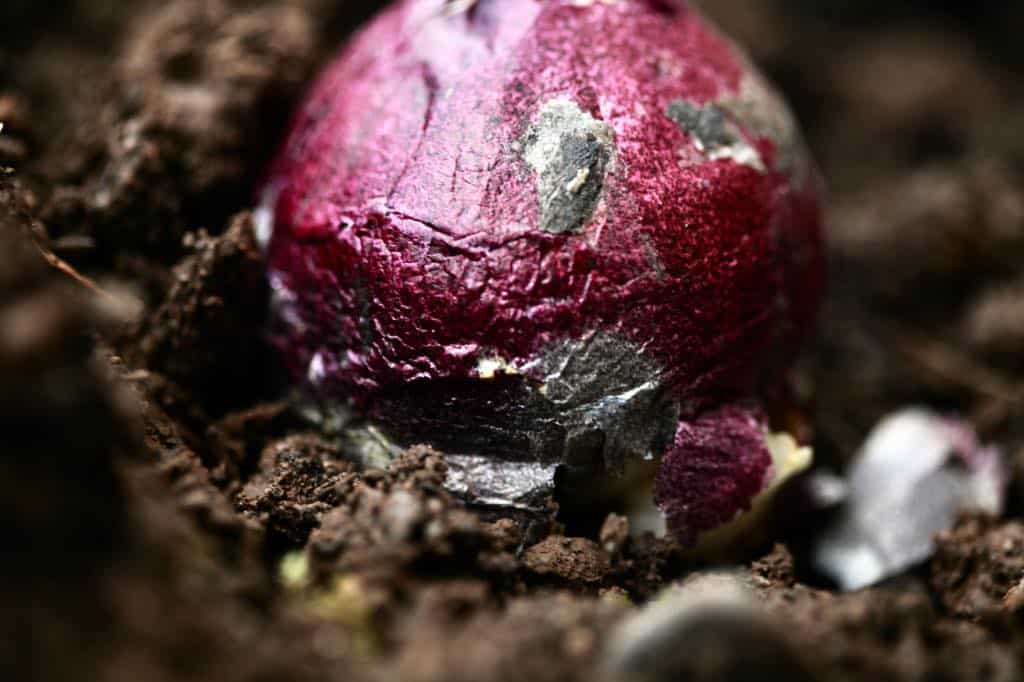 a hyacinth bulb in the garden soil, showing how to plant hyacinth bulbs