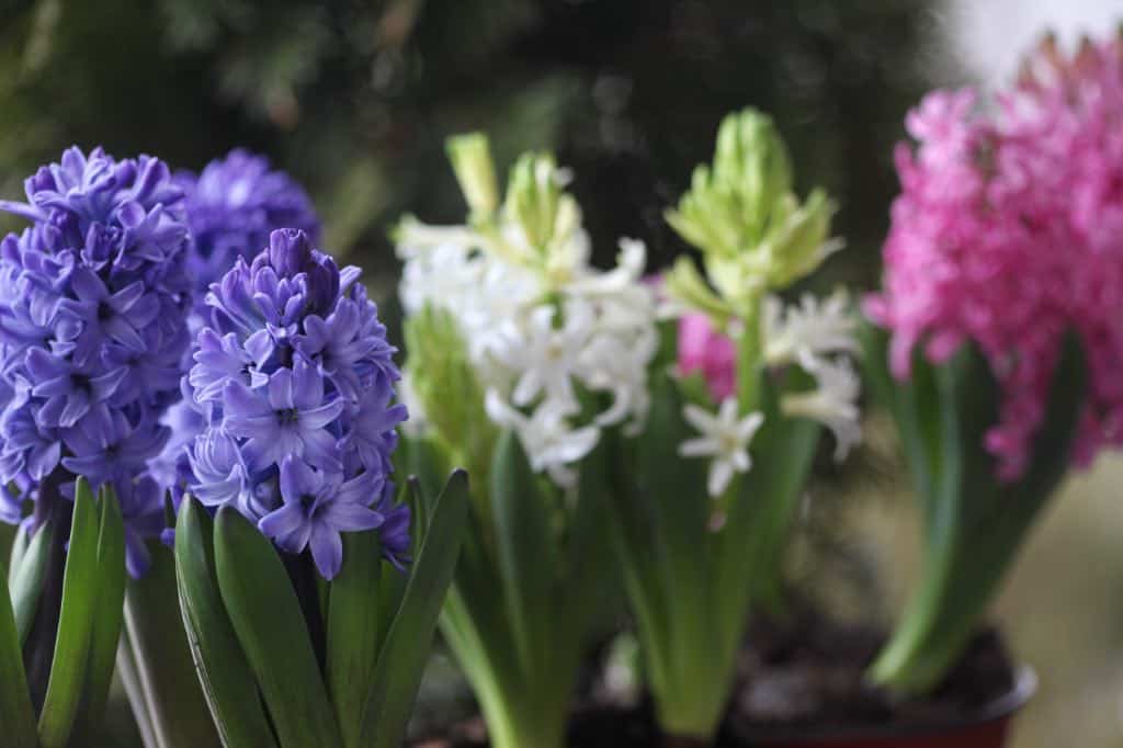 hyacinth bulbs forced in pots of soil
