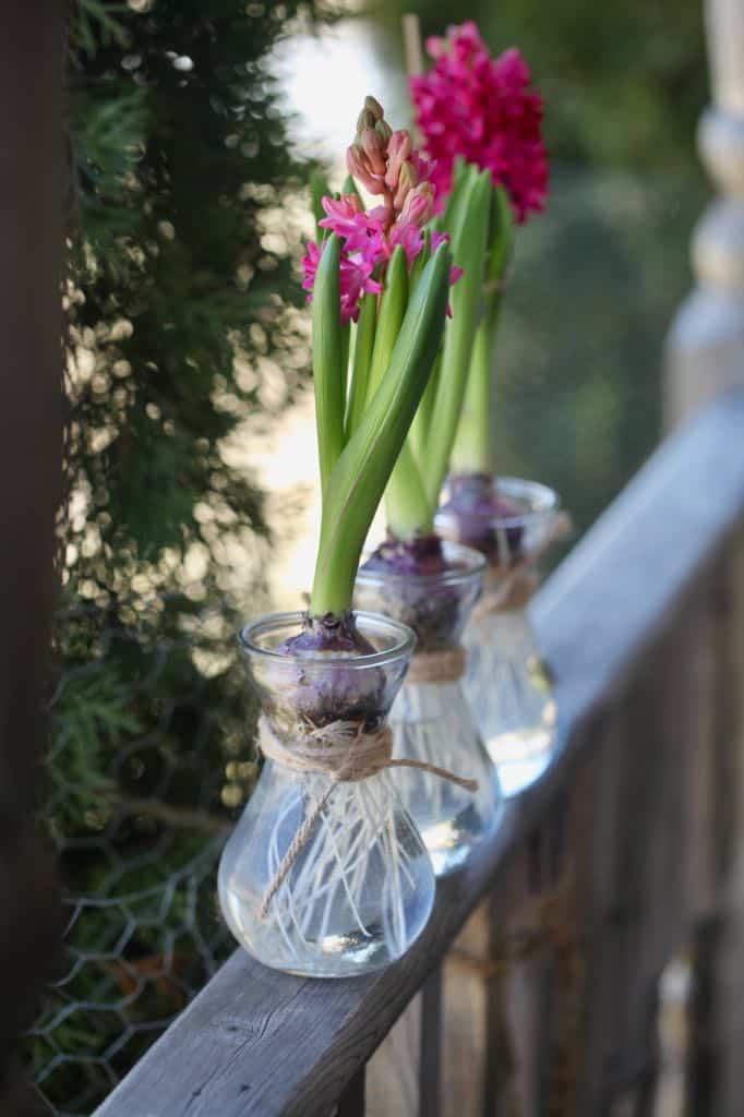 hyacinth bulbs forced in vases in water, on a wooden railing, showing how to plant hyacinth bulbs