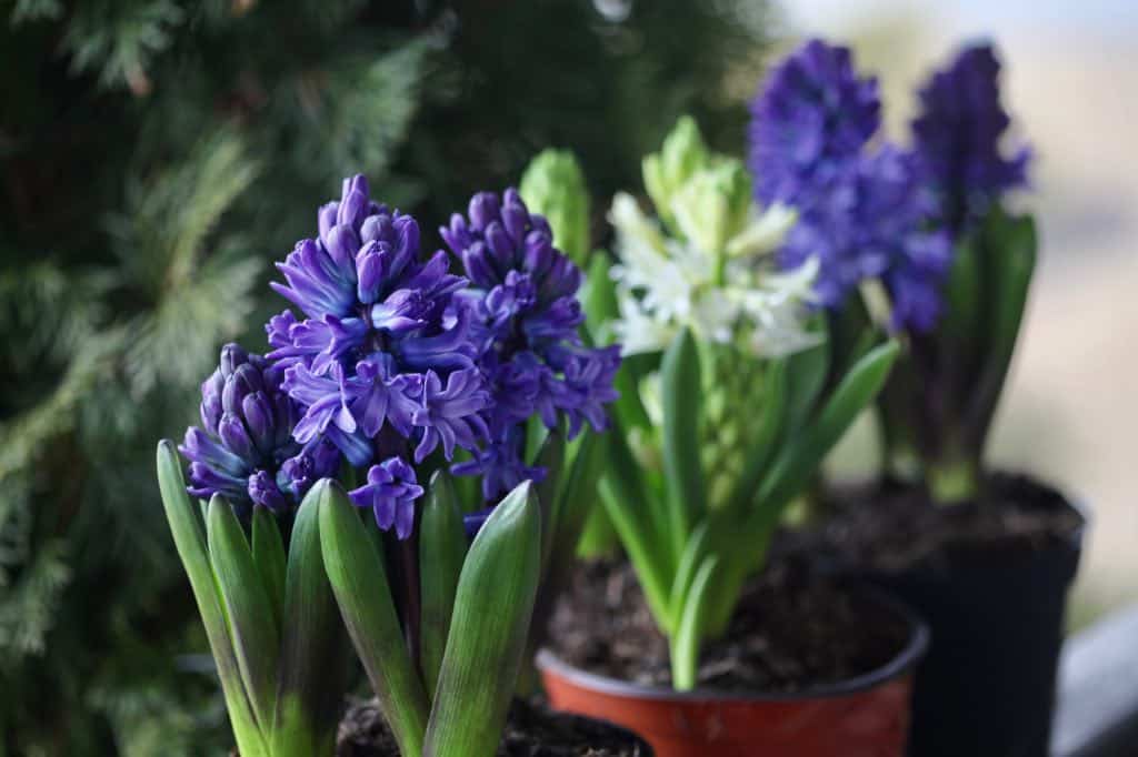 hyacinth bulbs forced indoors