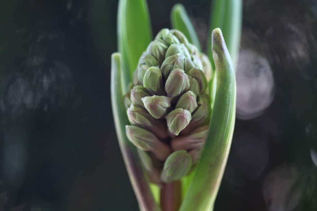 hyacinth flower beginning to develop color
