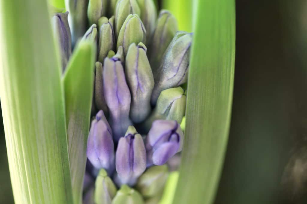 hyacinth flower buds beginning to show some color
